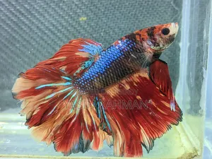 বেটা ফিশ লোডেড শ্রিম্প