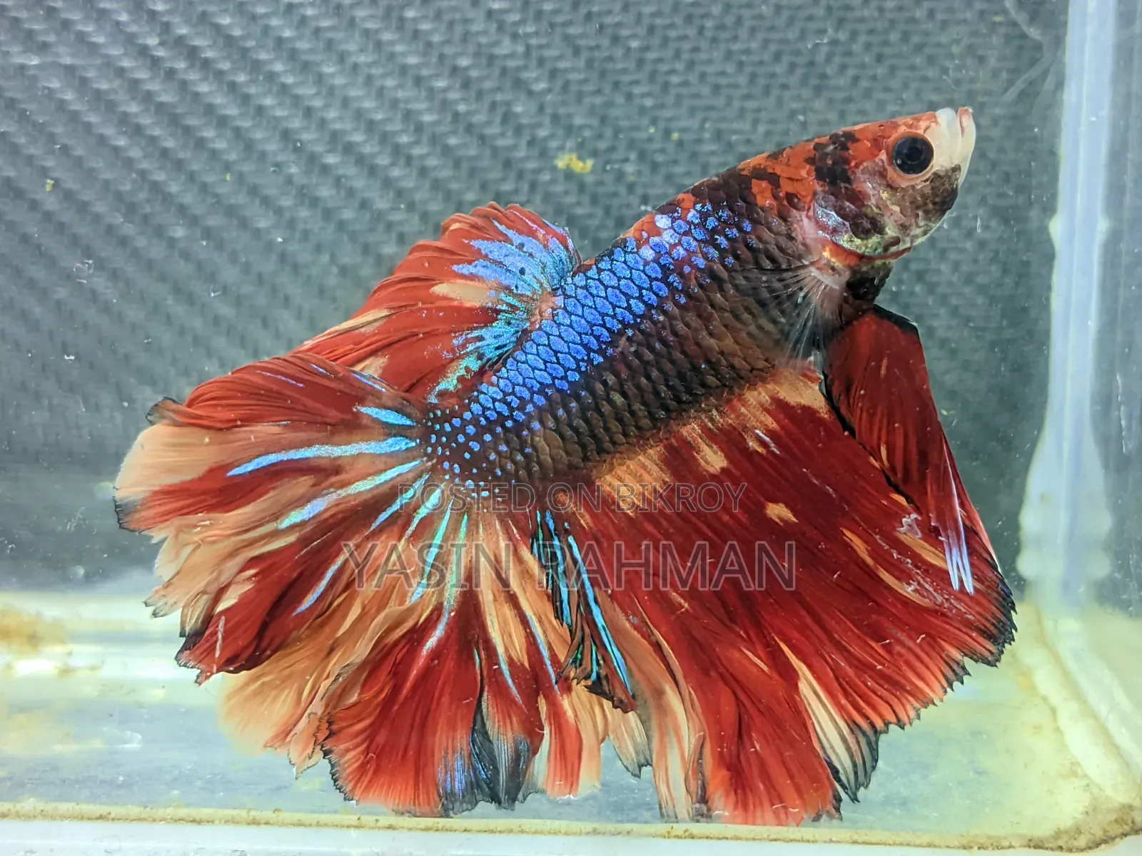 বেটা ফিশ লোডেড শ্রিম্প