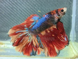 বেটা ফিশ লোডেড শ্রিম্প