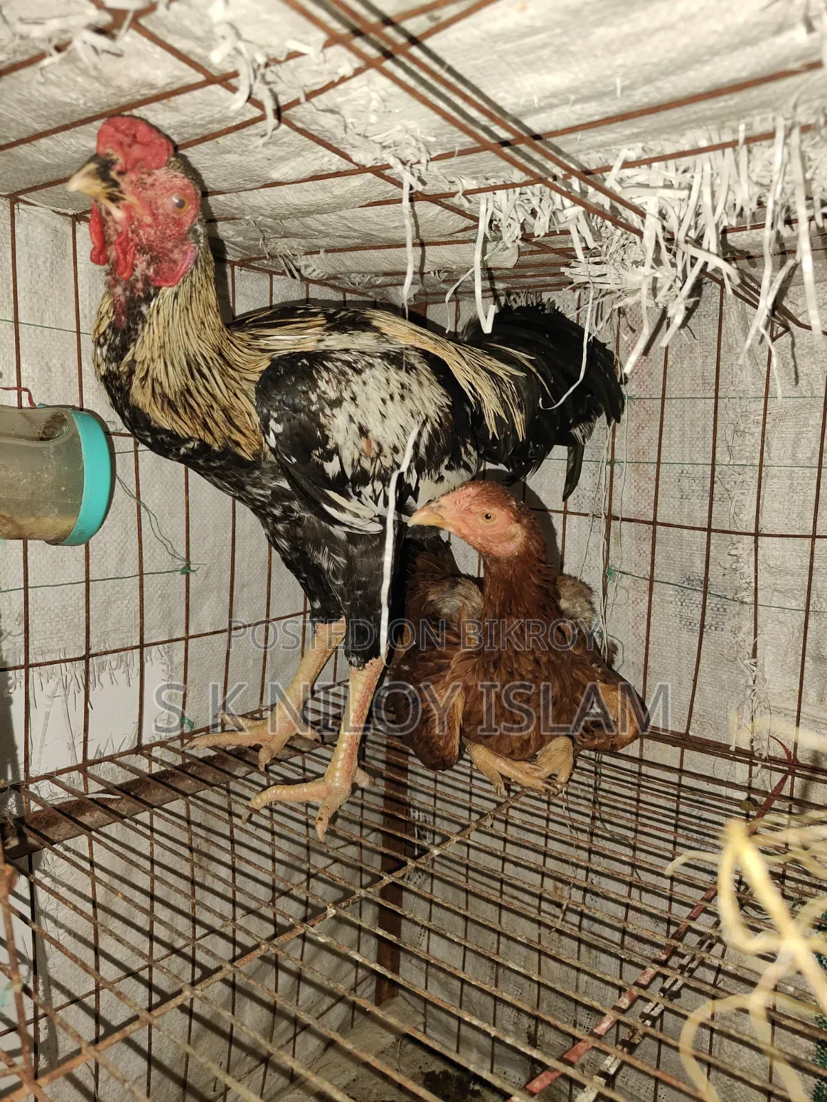 সরাইল মুরগি