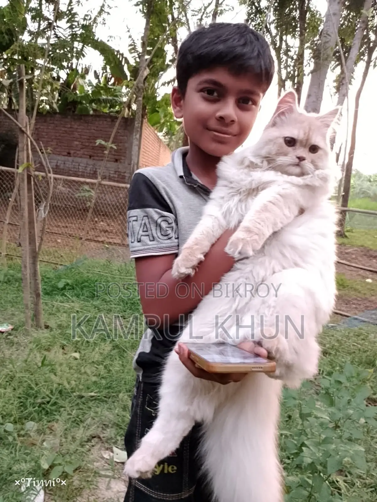 ৬-১২ মাস বয়সী পুরুষ পিওরব্রেড পার্সিয়ান বিড়াল