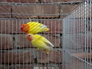 Lovebirds for Sale
