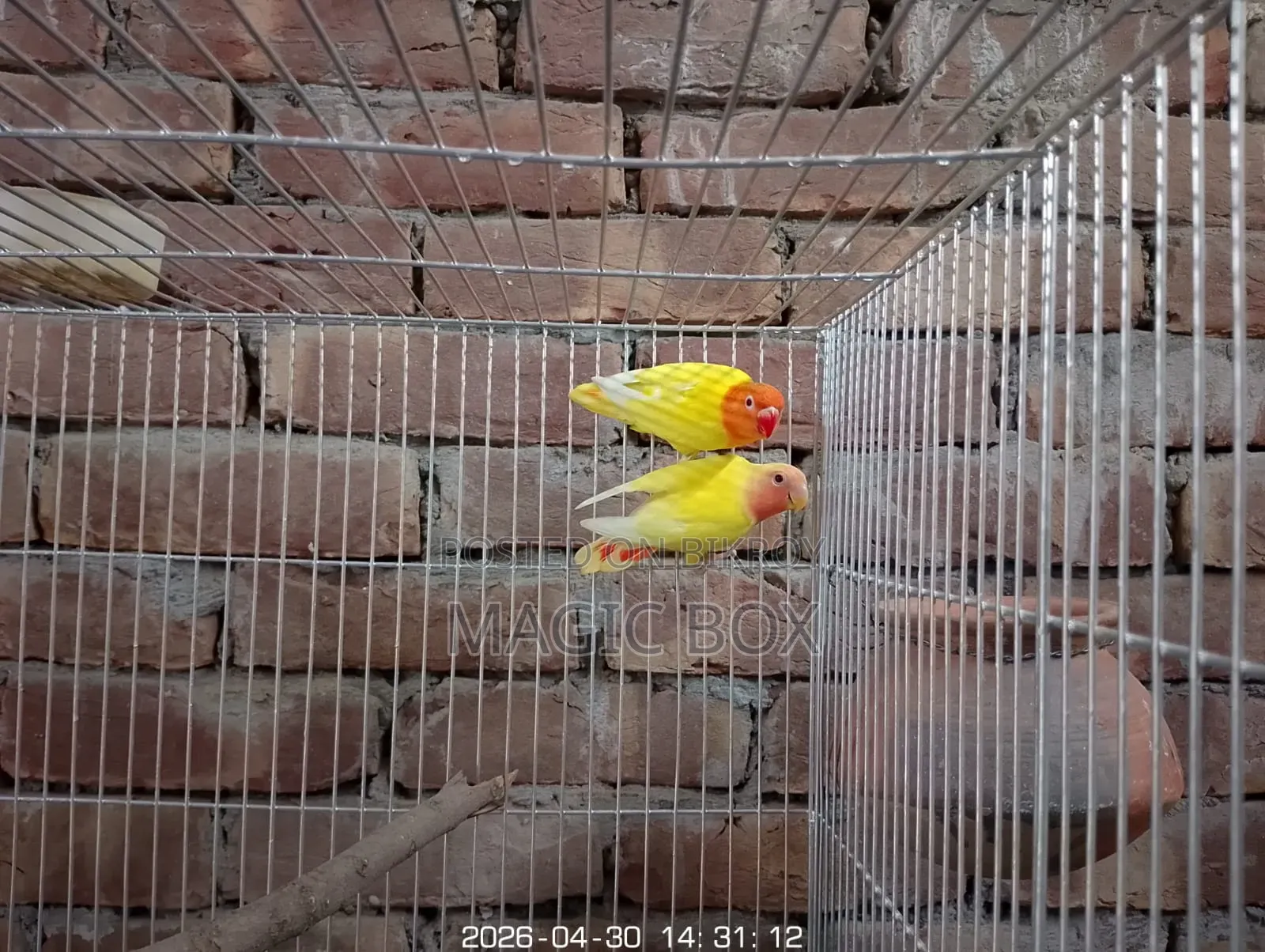 লাভবার্ডস সেল হবে