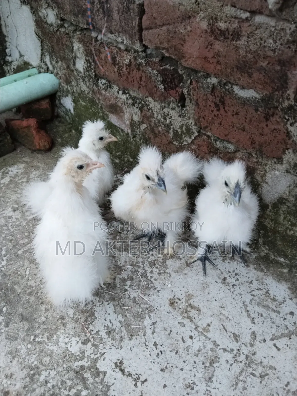 Silkie Chicken for Sale