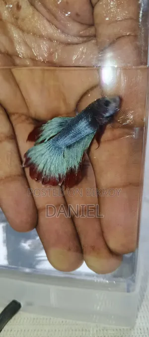 ২৫০ টাকায় ফাইটার ফিস