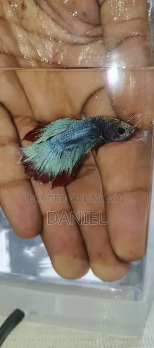 ফাইটার ফিশ ২৫০ টাকা