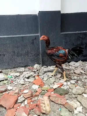 ফাইটার মুরগি সেল হবে