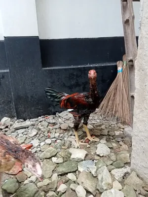 Fighter Chicken for Sale