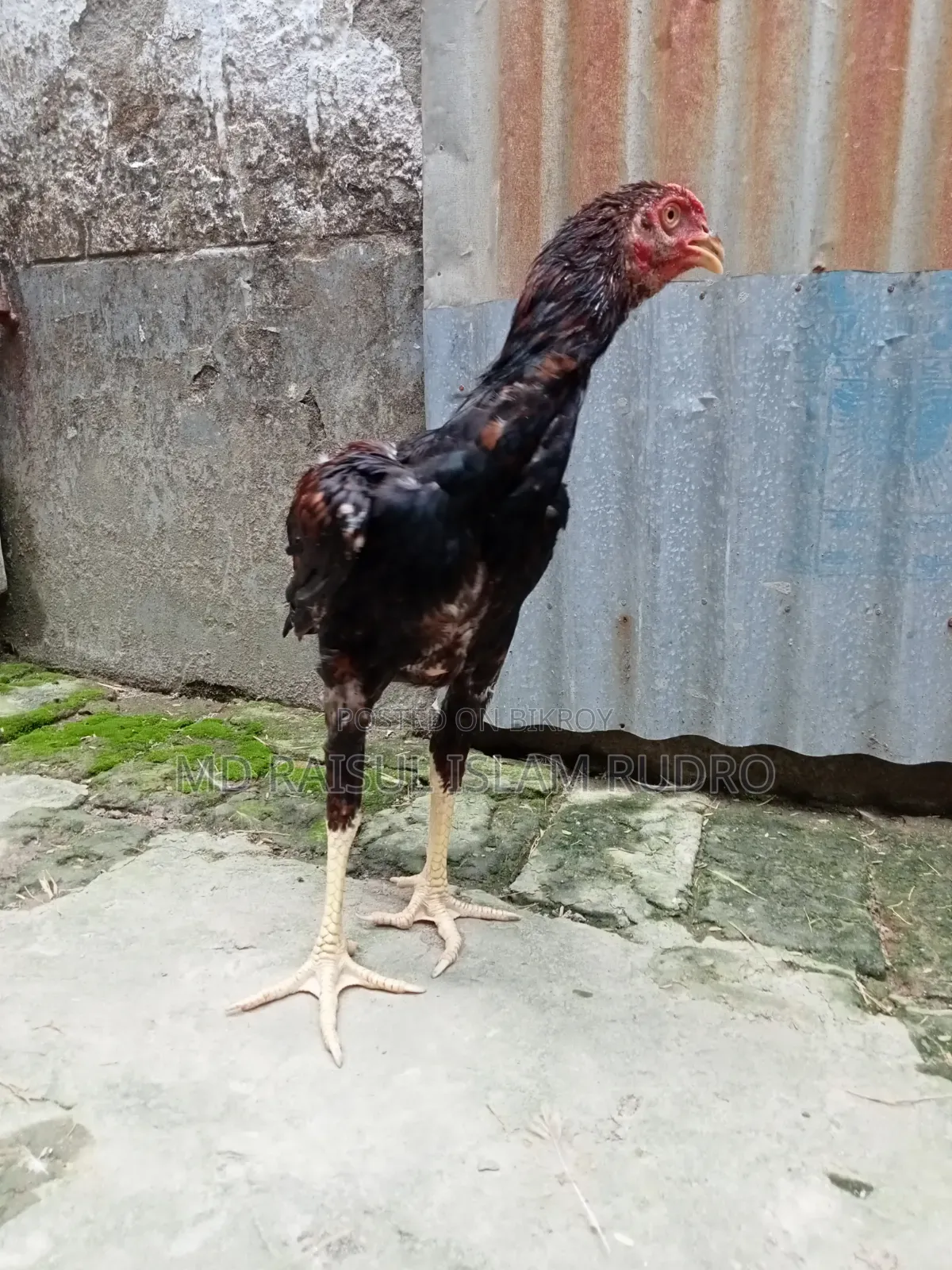 Fighter Chicken for Sale