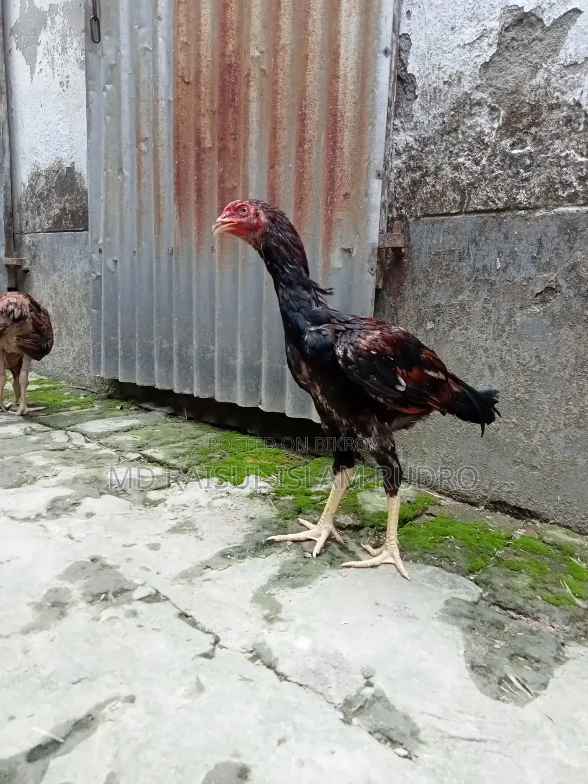 Fighter Chicken for Sale