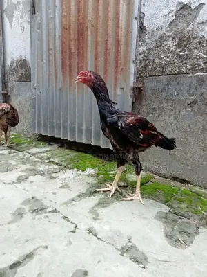 Fighter Chicken for Sale