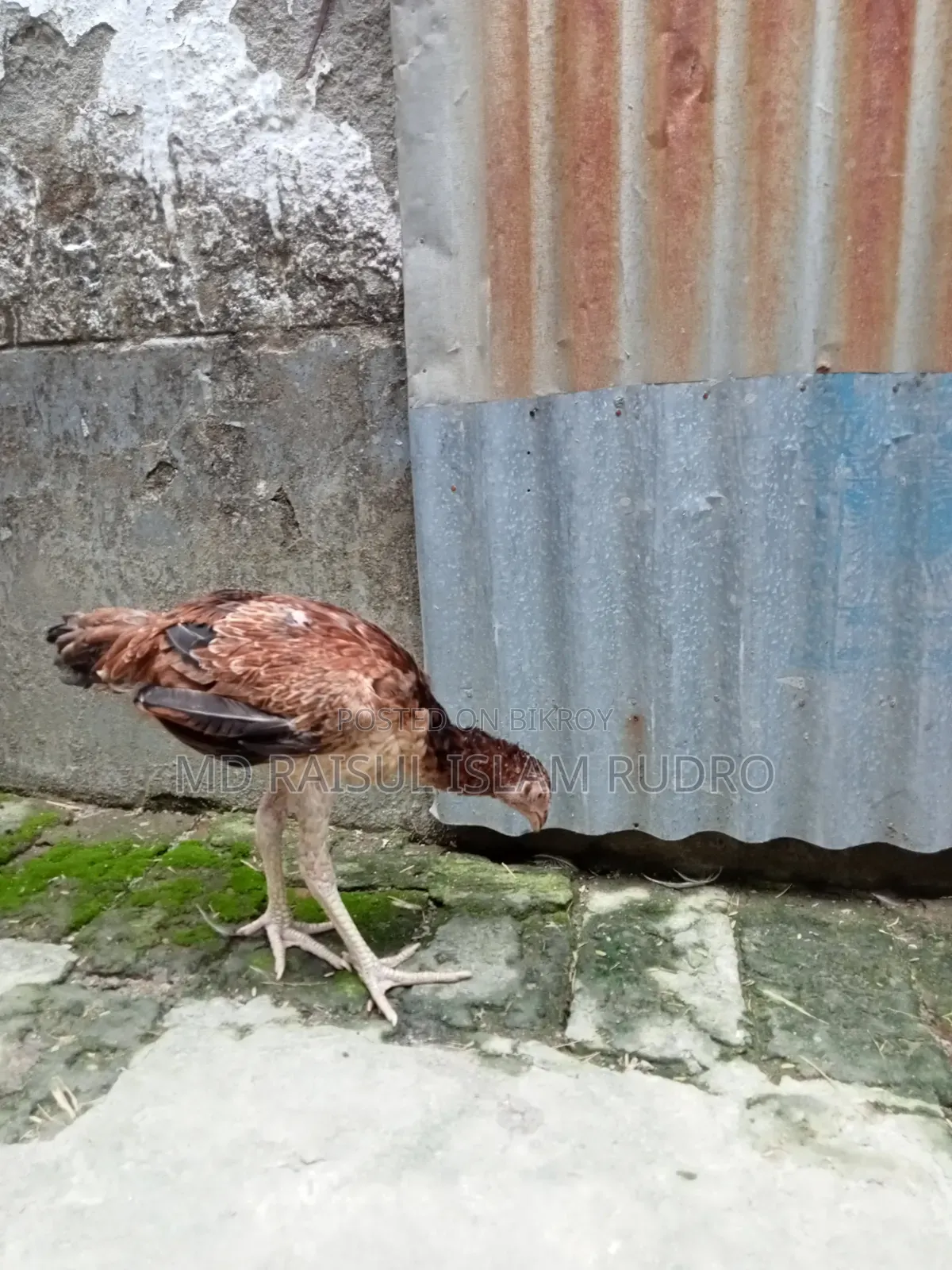 Fighter Chicken for Sale