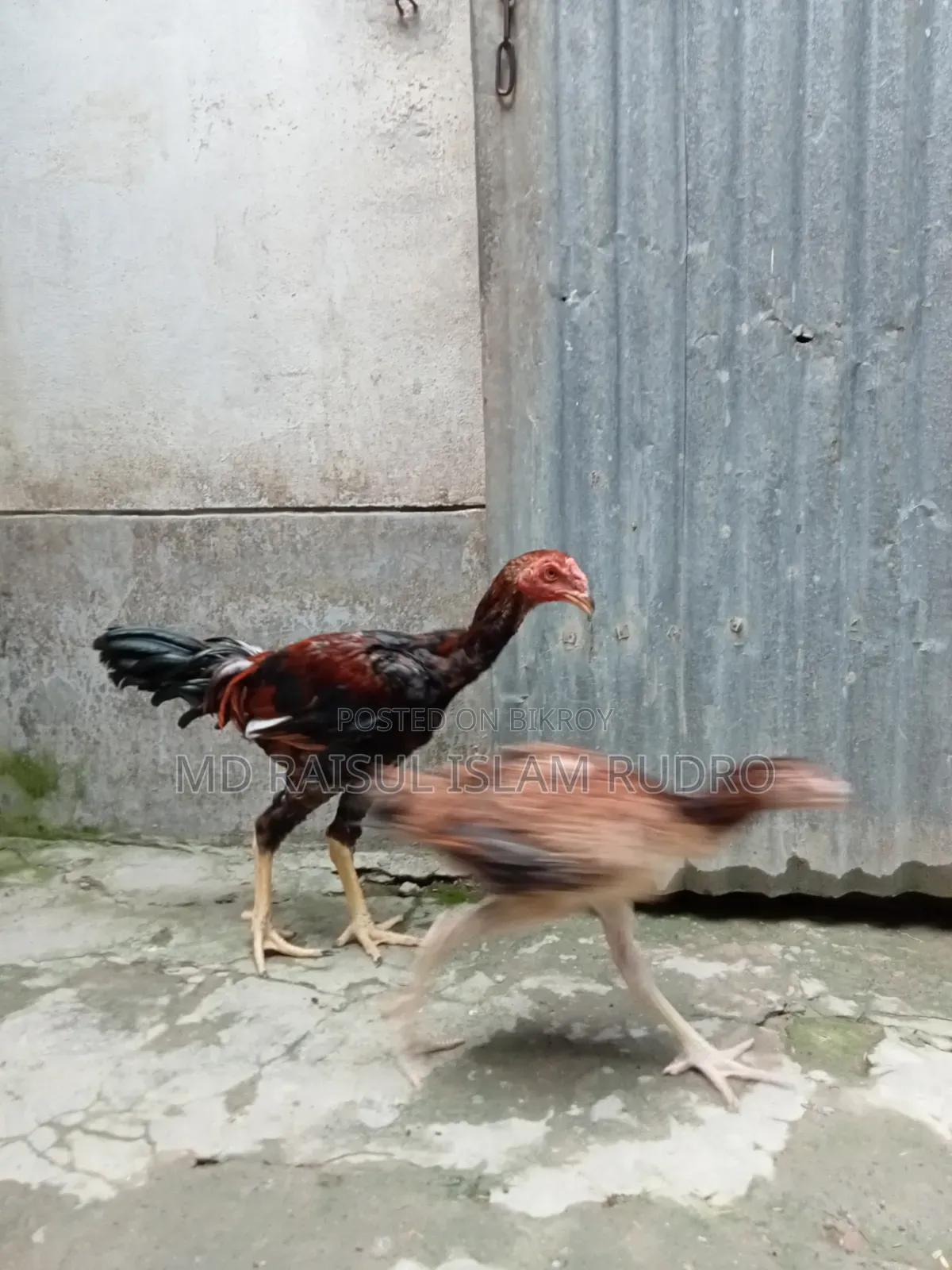 Fighter Chicken for Sale