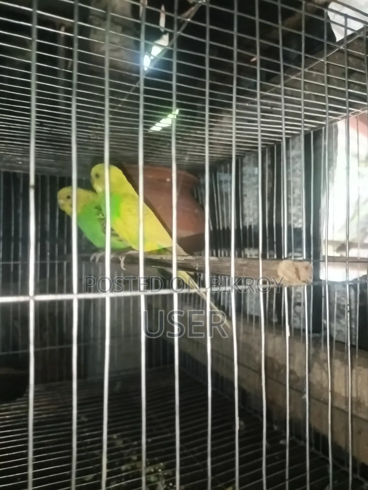 Budgerigar Birds