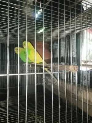 Budgerigar Birds