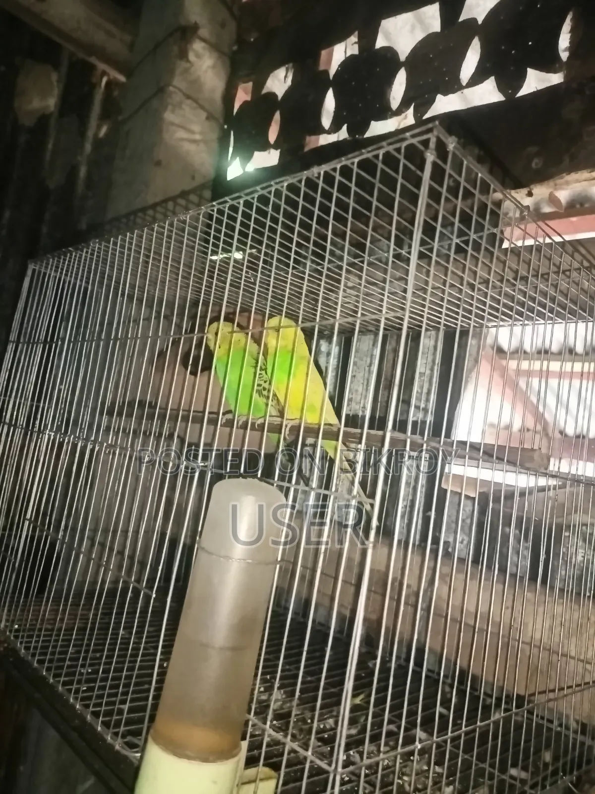 Budgerigar Birds