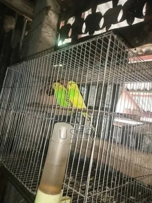 Budgerigar Birds