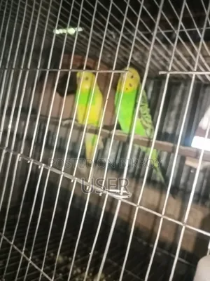 Budgerigar Birds