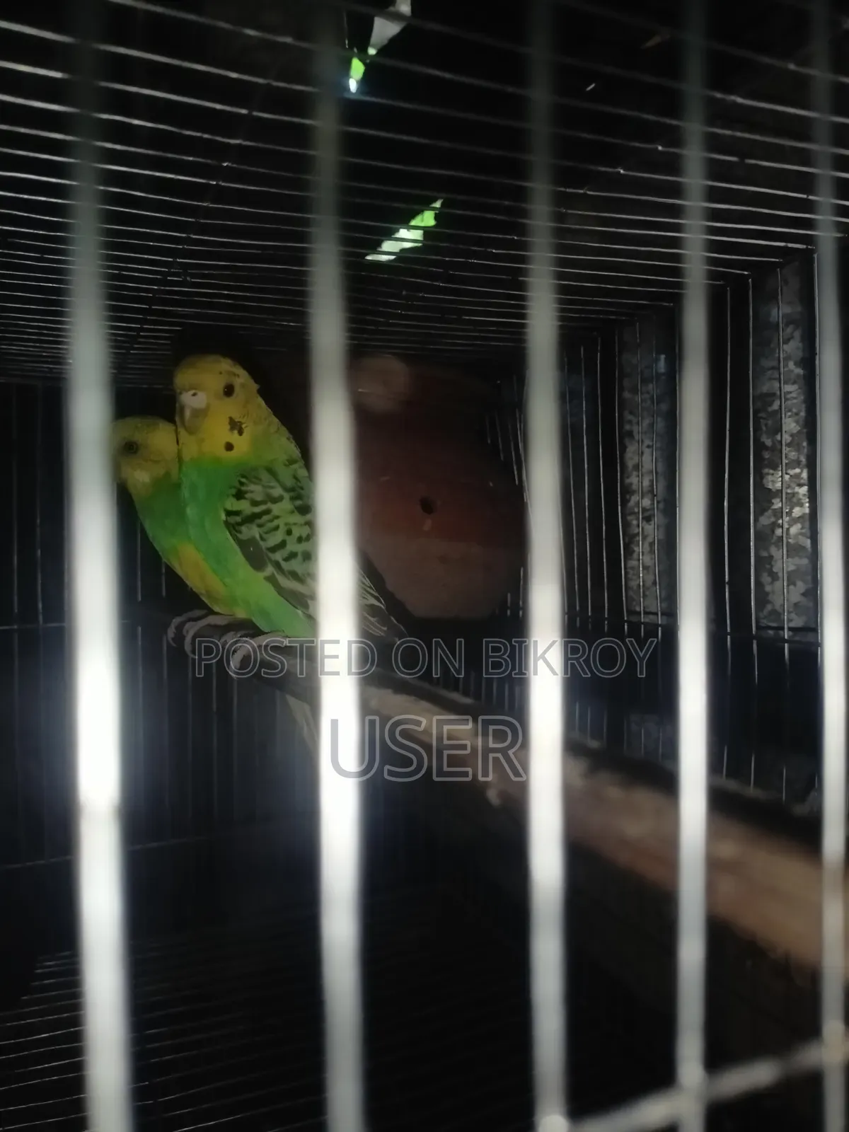Budgerigar Birds