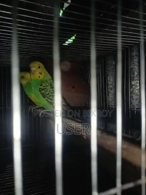 Budgerigar Birds