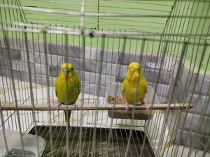 বাজিকার পাখি