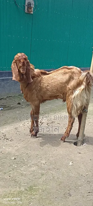 Call for details about this hobby goat