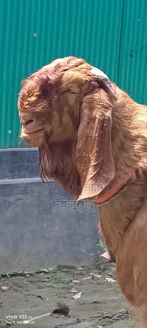 Call for details about this hobby goat