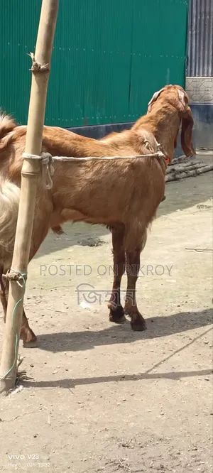 Call for details about this hobby goat