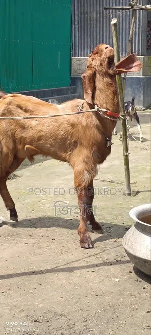 Call for details about this hobby goat