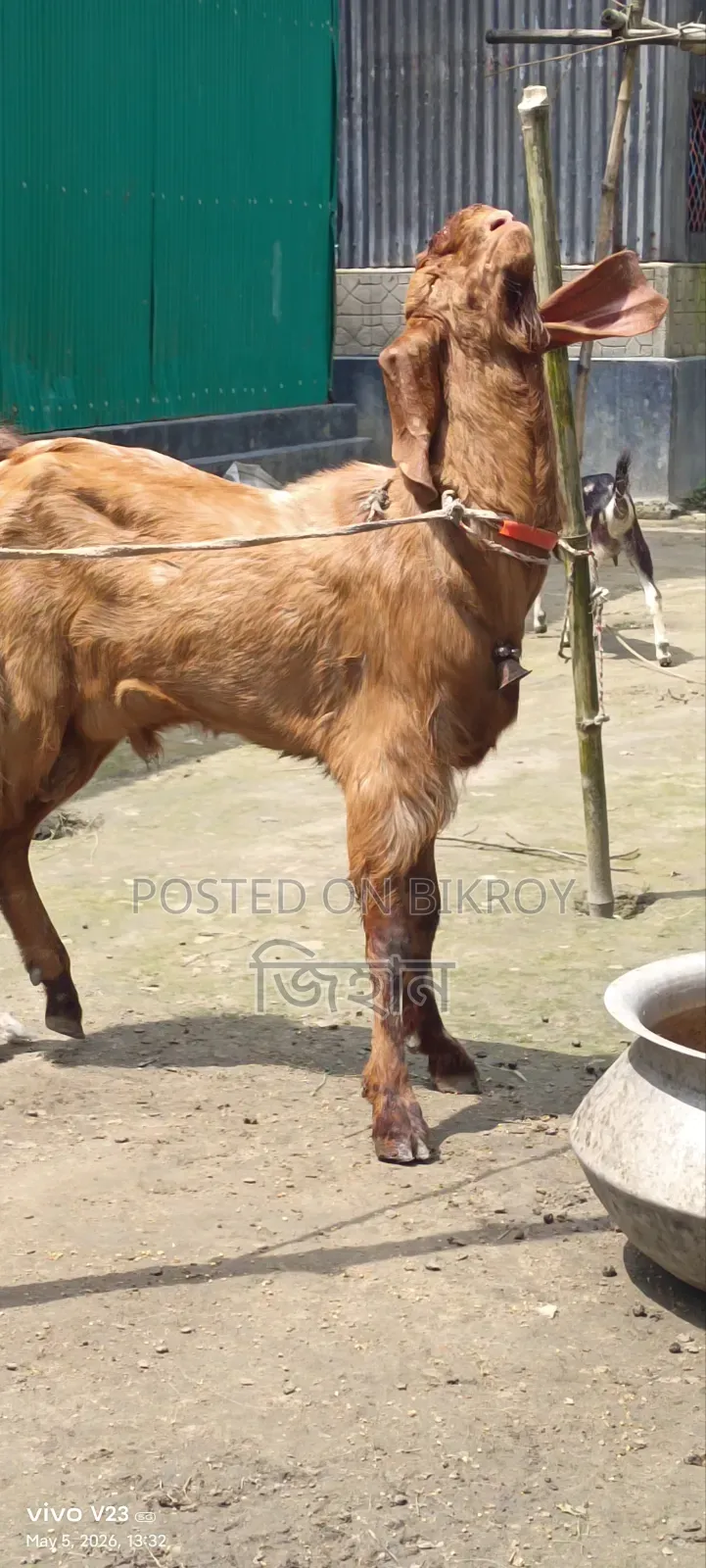 Call for details about this hobby goat