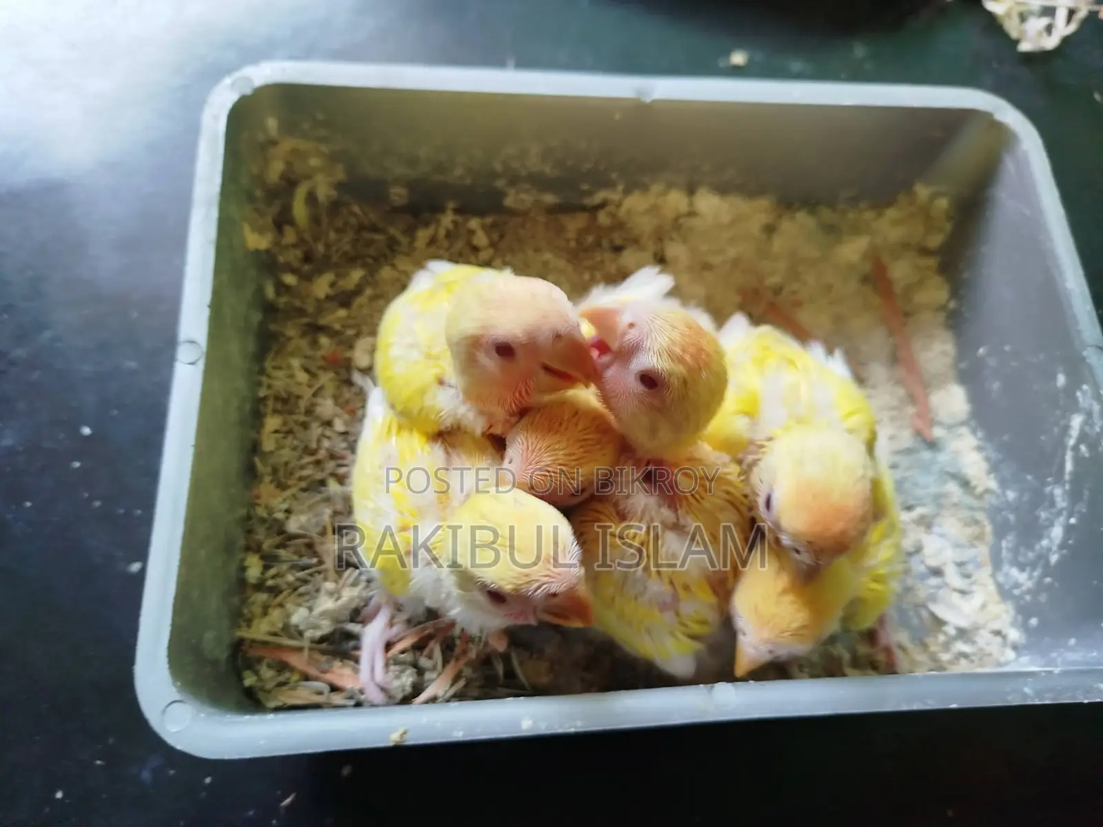 লুটিনো রেড হেড অপলাইন লাভ বাড এর টেম সাইজ বেবি