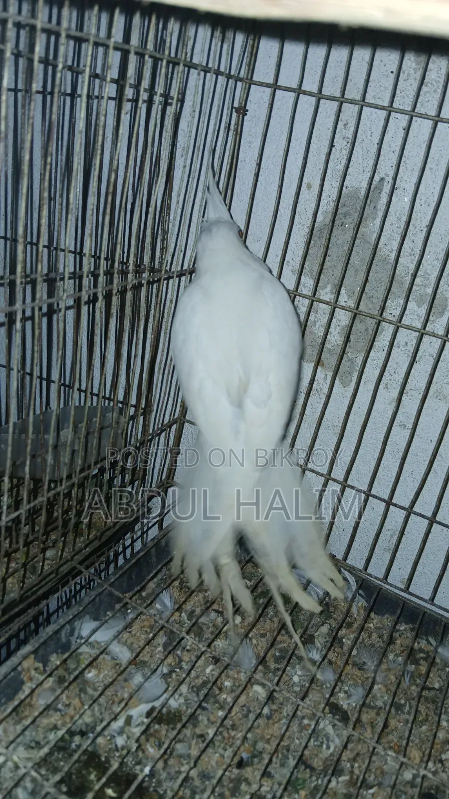 ককাটেল বেবি