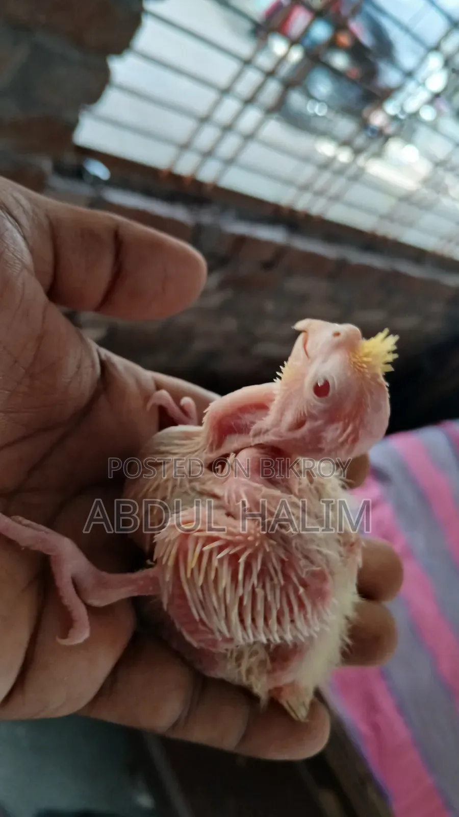 ককাটেল বেবি