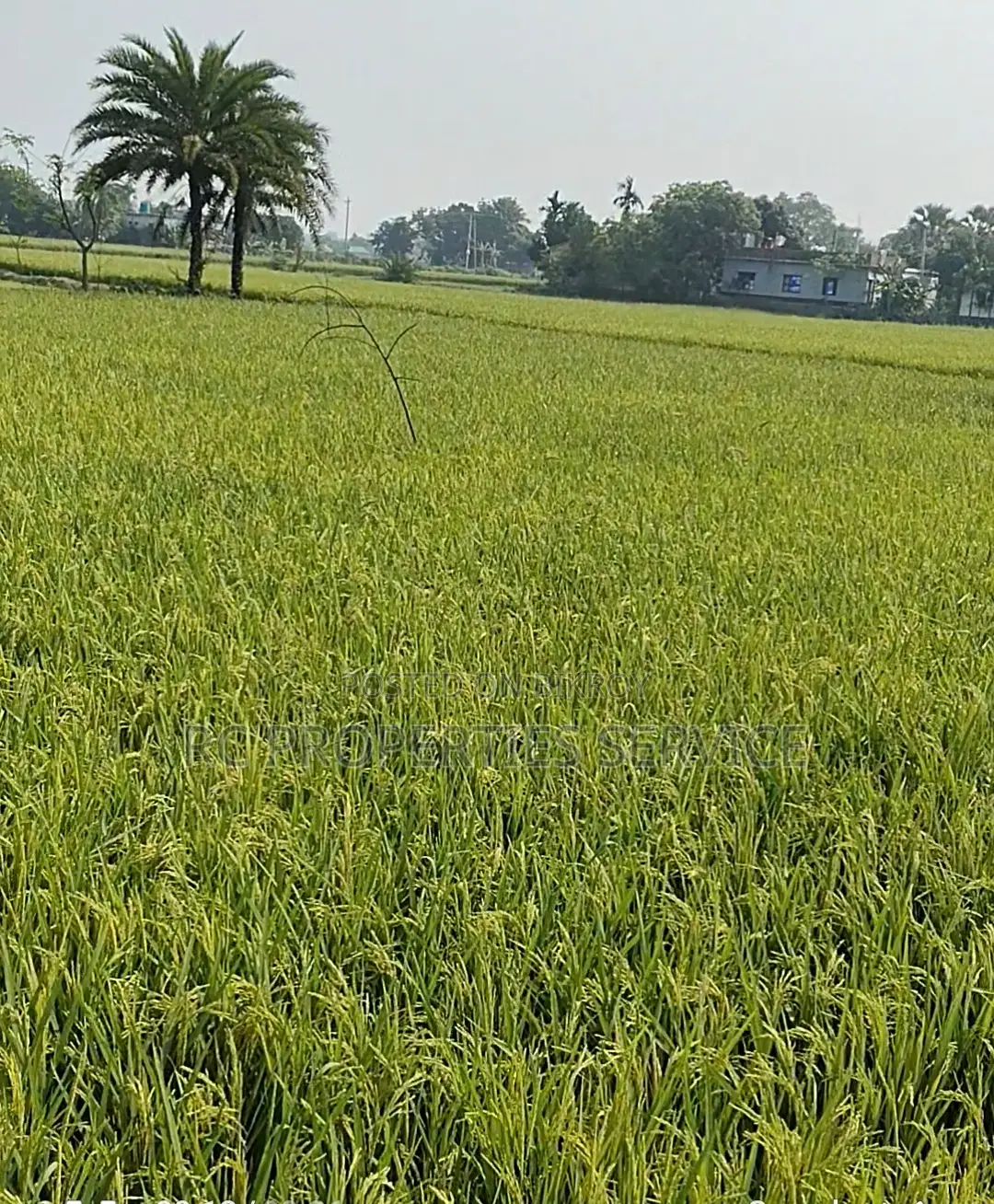 20 Bigha Industrial Land Rent In Gazipur
