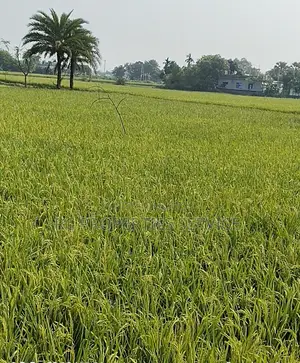 20 Bigha Industrial Land Rent In Gazipur