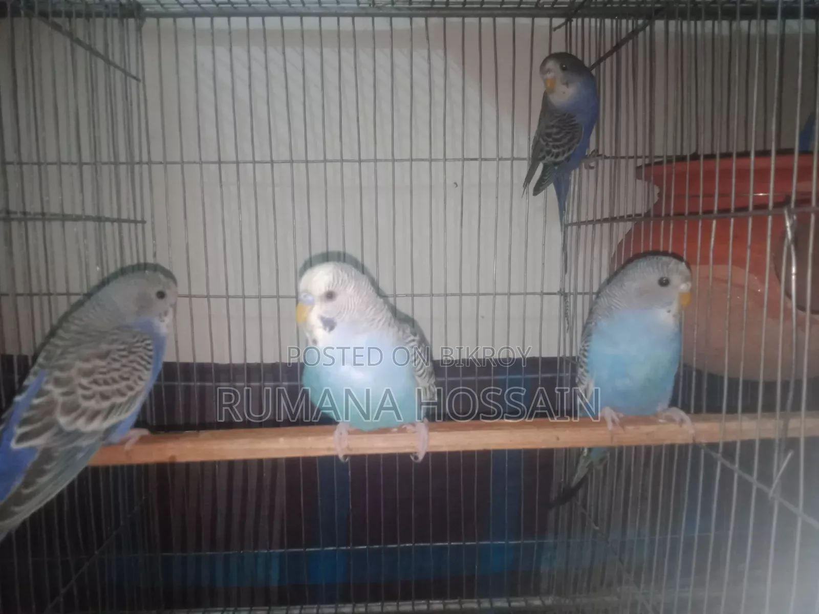 Budgie for Sale