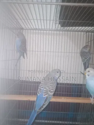 Budgie for Sale