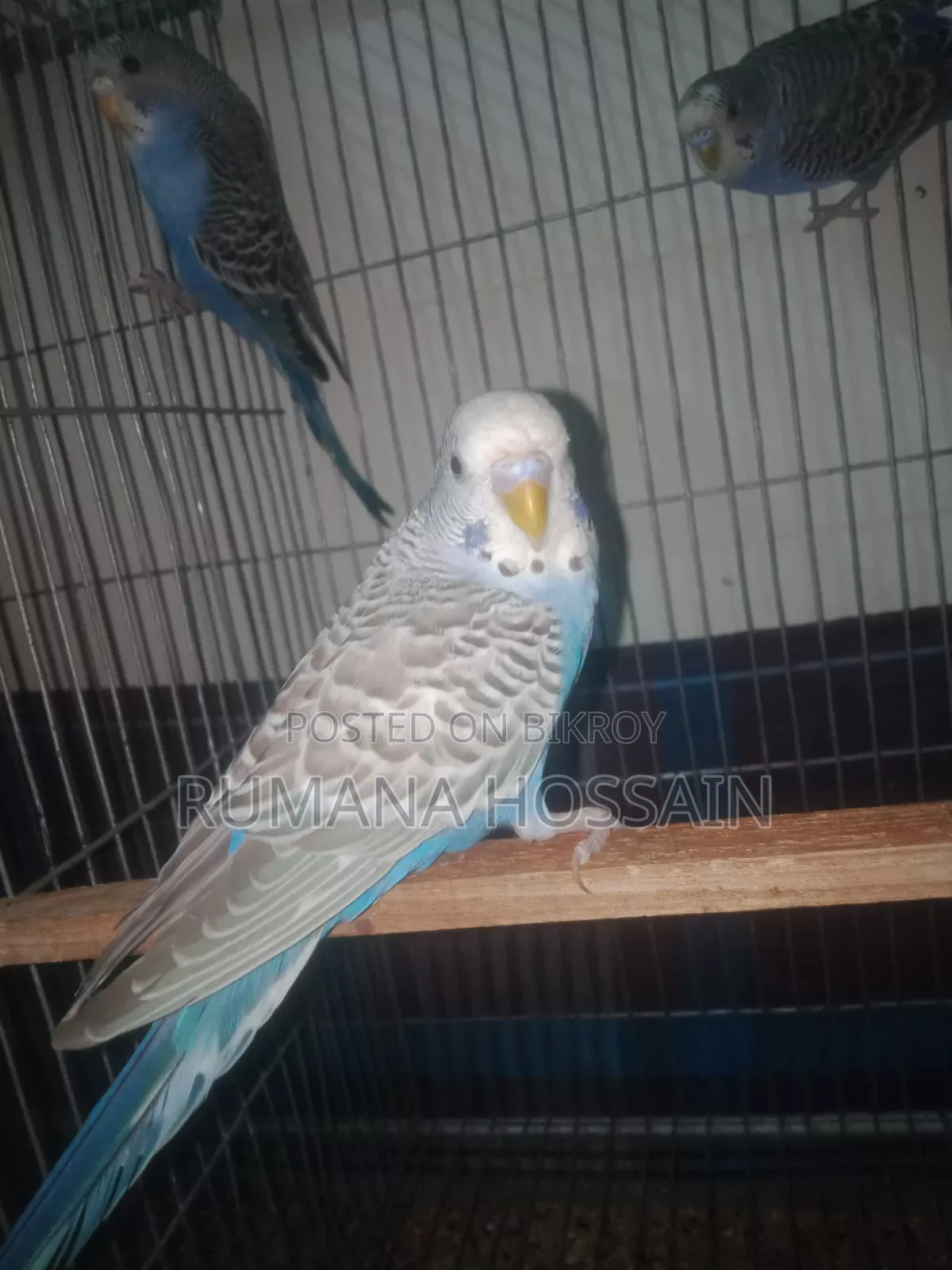 Budgie for Sale