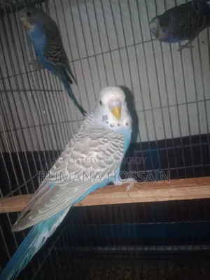 Budgie for Sale