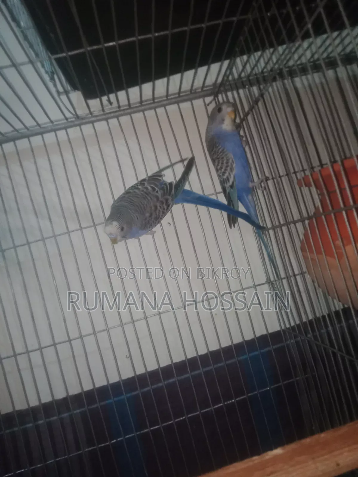 Budgie for Sale