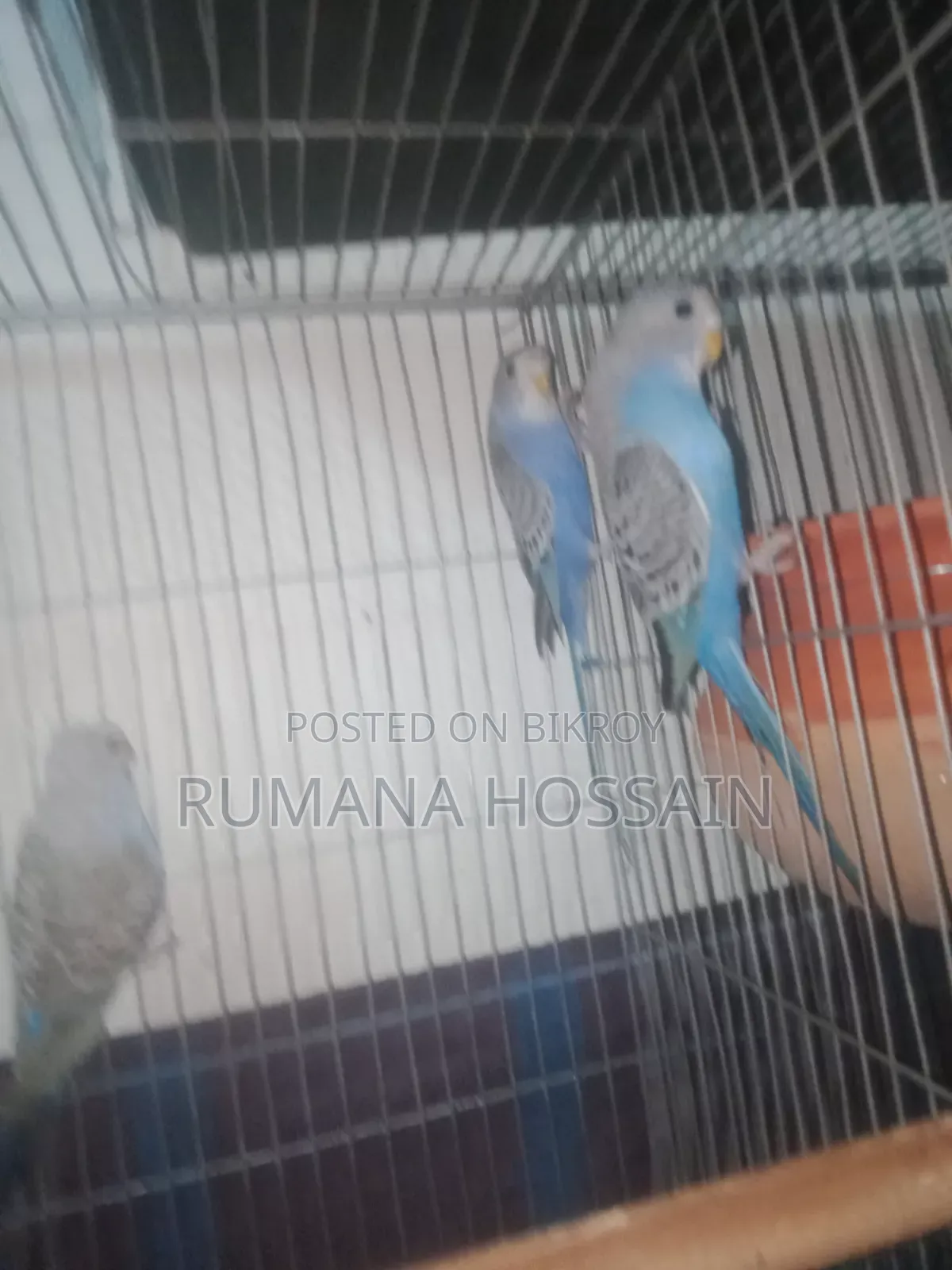 Budgie for Sale