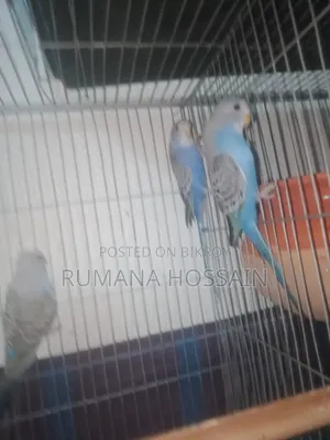 Budgie for Sale