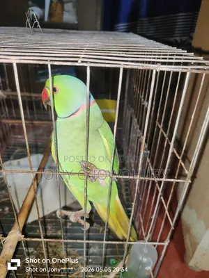 টিয়া পাখি