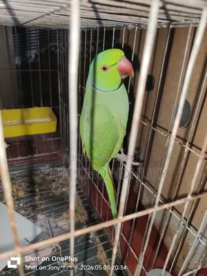 টিয়া পাখি