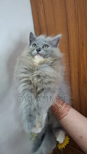 1-3 Months Female Purebred Persian