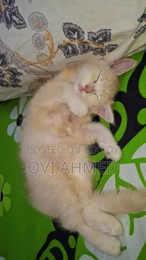 1-3 Months Female Purebred Persian