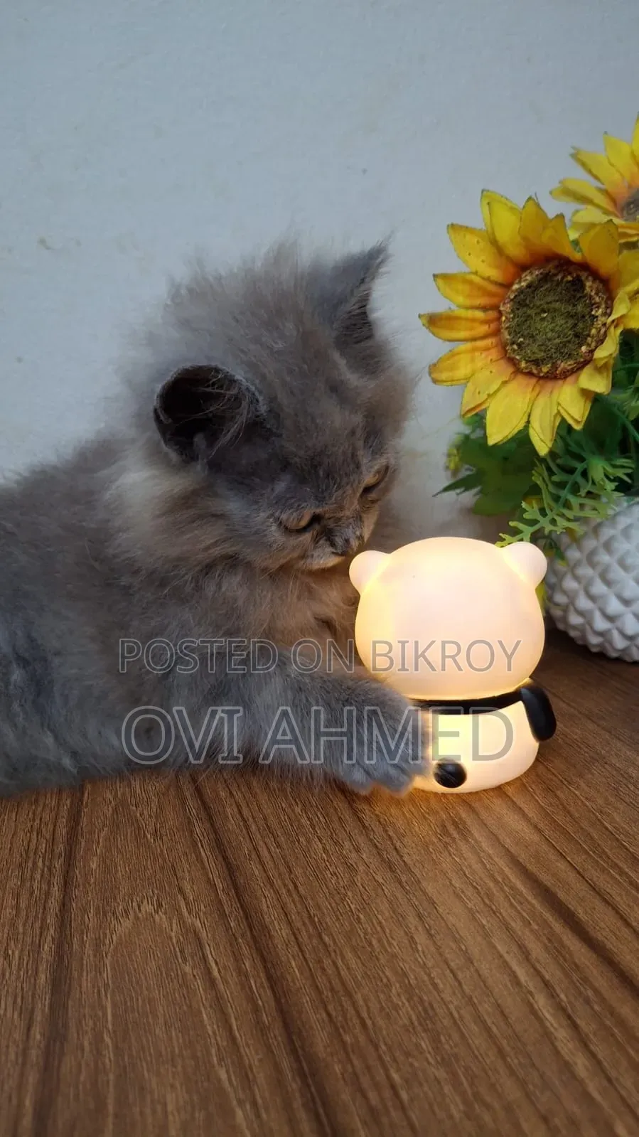 1-3 Months Female Purebred Persian