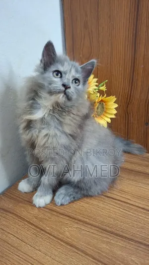 1-3 Months Female Purebred Persian