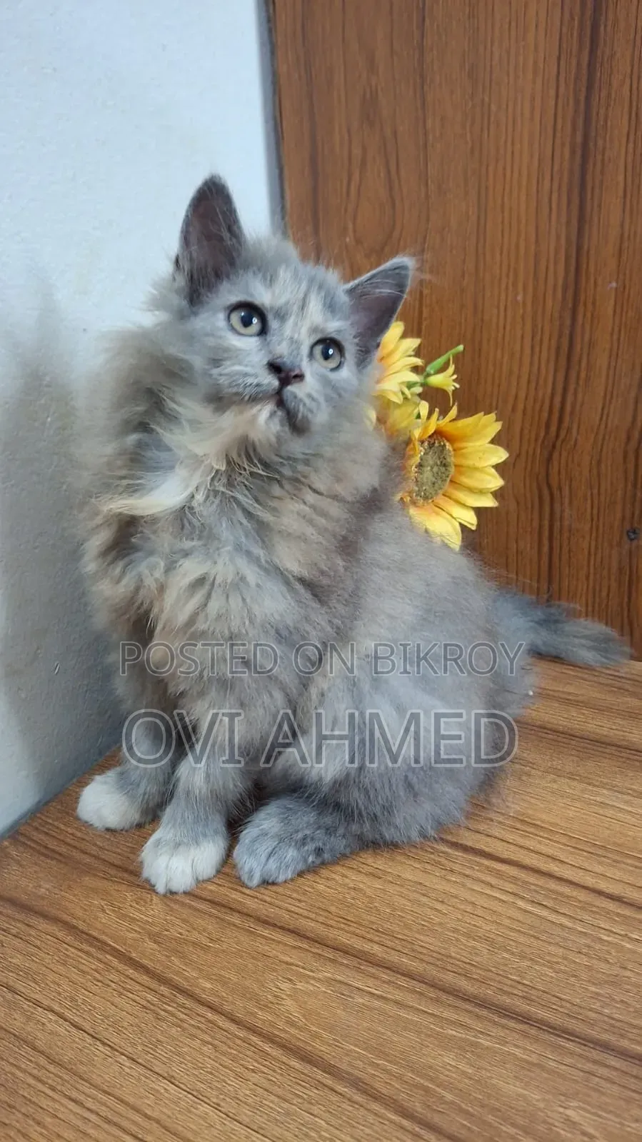 1-3 Months Female Purebred Persian