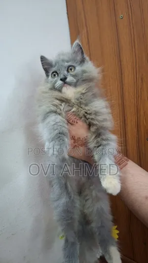 1-3 Months Female Purebred Persian